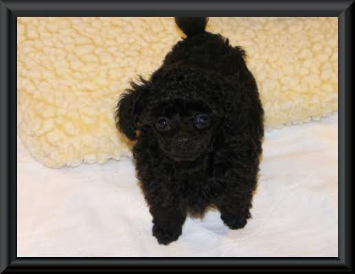 Black Toy poodle puppies