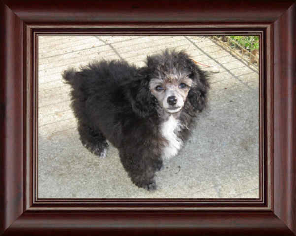 Black Toy poodle puppies