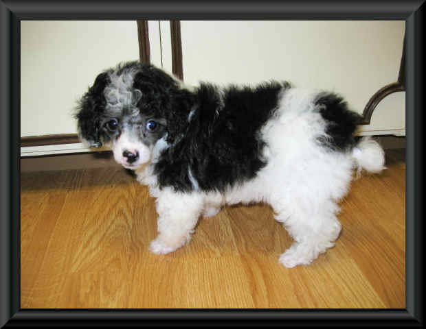 Teacup poodle Puppies