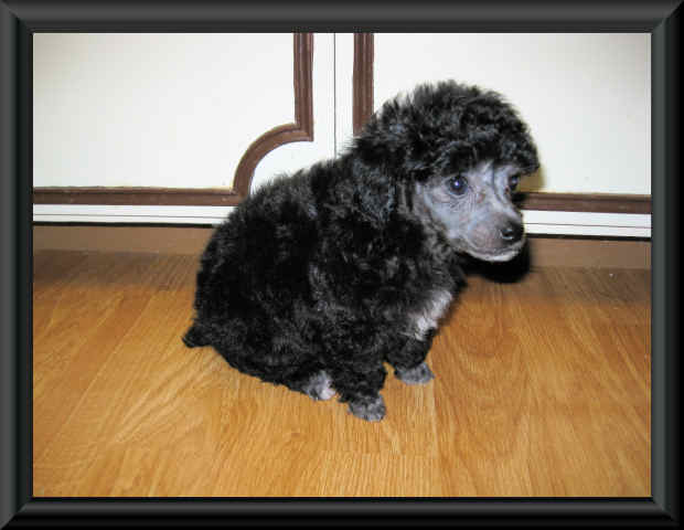 Poodle Breeder, Tiny Toy Poodle Puppies