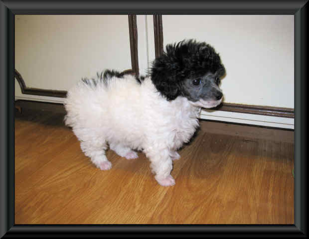 Poodle Breeder, Tiny Toy Poodle Puppies