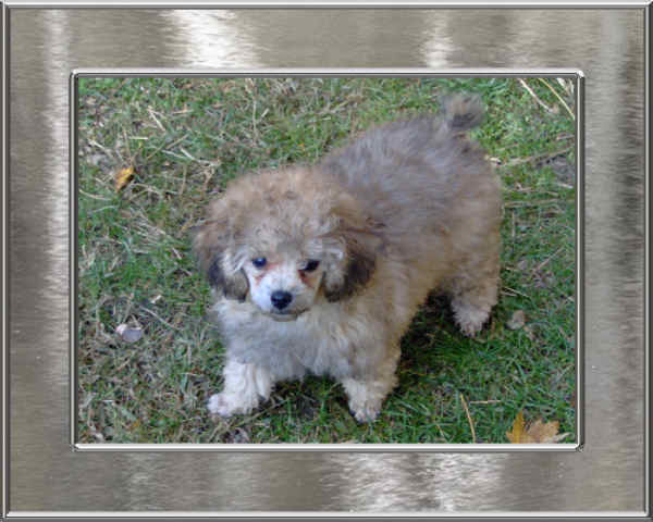 Poodle Breeder, Tiny Toy Poodle Puppies