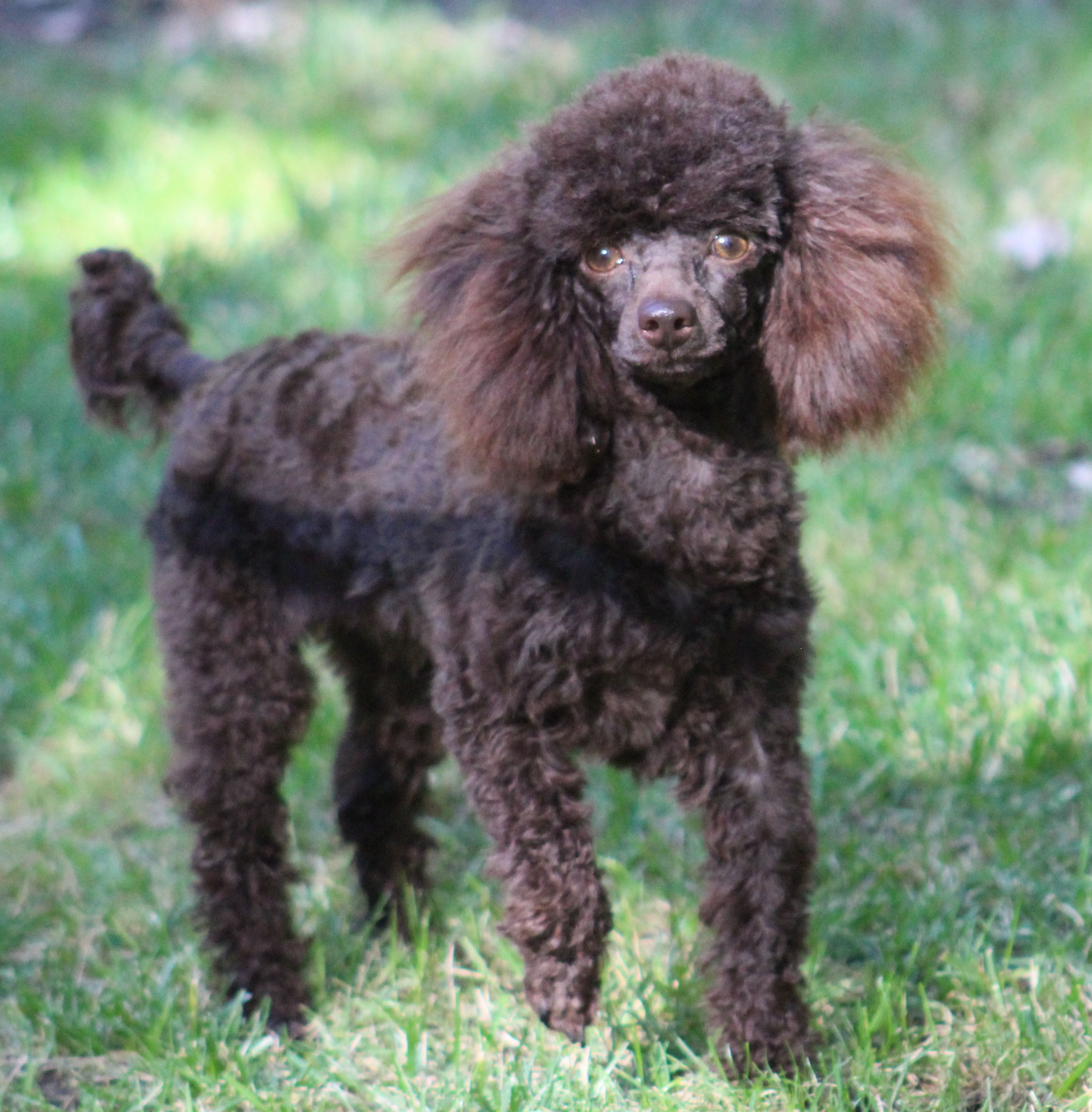 teacup poodles