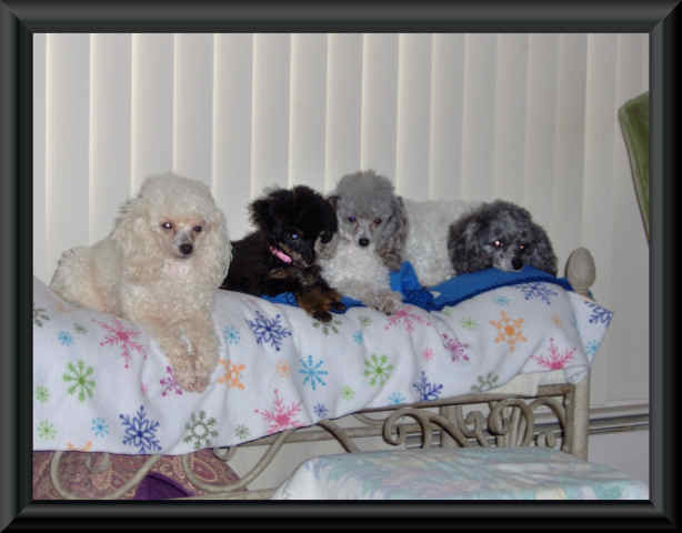 Toy Poodles 