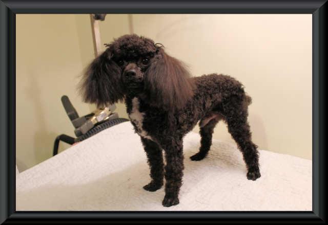 Phantom Poodle Puppies, Black, Red, Brown