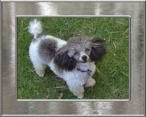 Phantom Poodle Puppies, Black, Red, Brown