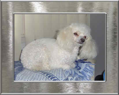 Female Poodle Puppies, Brown, Black, Red, Parti Poodles, Phantom